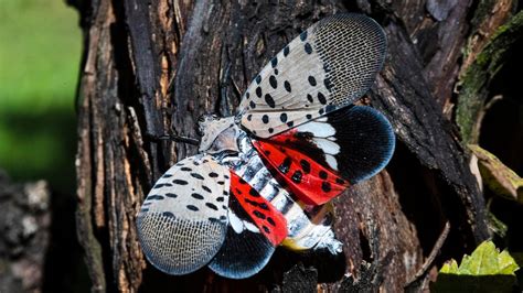 Invasive spotted lanternfly sighting confirmed in North Carolina – WSOC TV