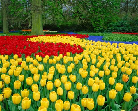 Tulips, Keukenhof Gardens Stock Photo | Adobe Stock