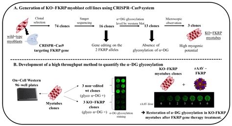 Cells | Free Full-Text | CRISPR-Cas9 KO Cell Line Generation and Development of a Cell-Based ...