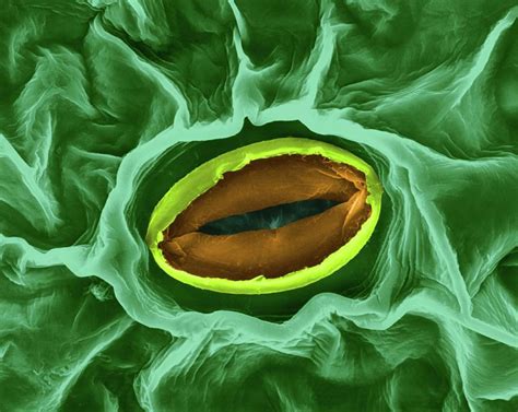 Stoma Of A Broad Bean Leaf (vicia Faba) Photograph by Dennis Kunkel ...