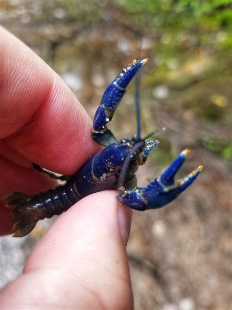 This blue crayfish I found in the mountains of West Virginia : r ...