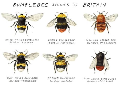 catherinepapeillustration | Bumble bee, Bee, Bumble bee art