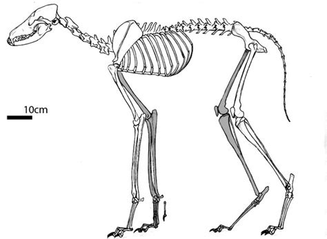 Chrysocyon, Borophagus, Homotherium, Osbornodon, Proteles and Canis