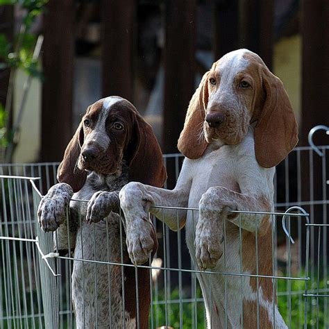 Bracco Italiano | Dog breeds, Bloodhound dogs, Dogs golden retriever