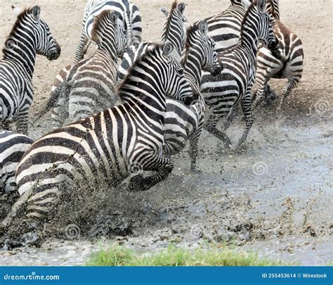 Herd of Zebras Running into the Puddle in Kenya, Africa Stock Photo - Image of south, tanzania ...