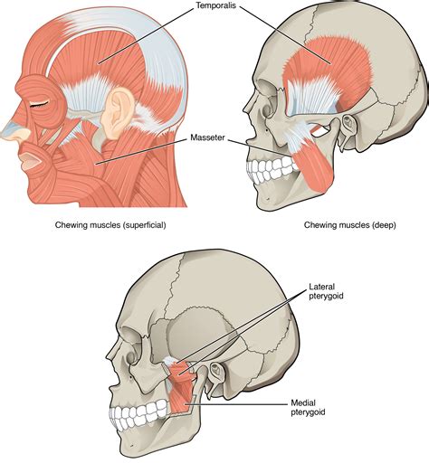 11.4 Axial Muscles of the Head Neck and Back – Anatomy & Physiology (2022)