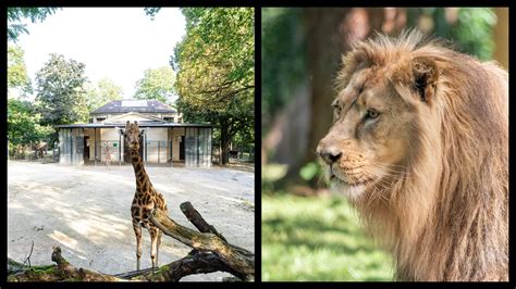 Top 10 best zoos in Europe you NEED to visit, RANKED