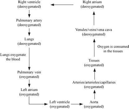 Circulatory System Flow Chart