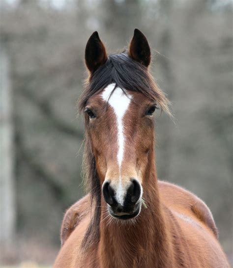 TimboBaggins Abroad: Breton Horses