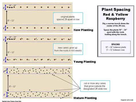 Bristol Raspberry Plant: Small fruit plants shipped from Nourse Farms|