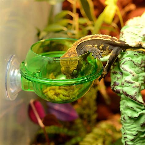 Amazon.com : EONMIR Suction Cup Feeder, Reptiles Ledge Accessories ...