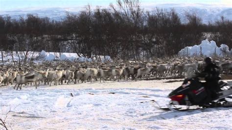 Reindeer herding in Arctic Norway - YouTube