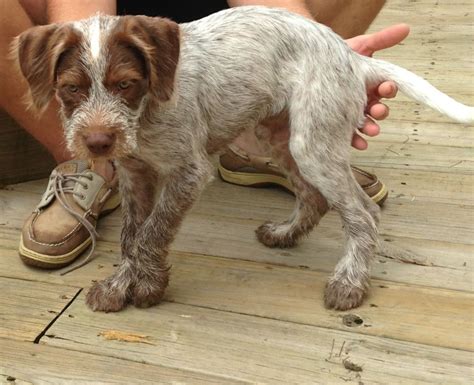 Our German Wirehaired Pointer baby | German wirehaired pointer, German ...