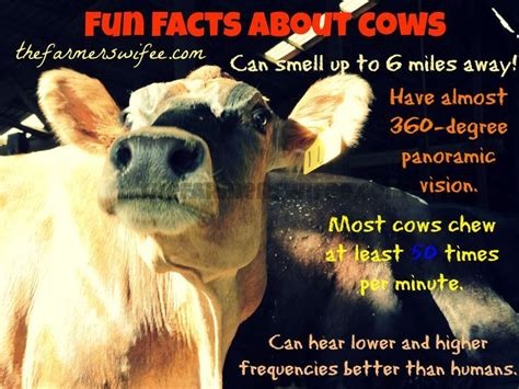 The Farmer's Wifee | Loving this life as a dairy farmer's wife. | Cow facts, Farm facts, Mini cows