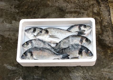 Fresh Mediterranean Gilthead Bream Stock Photo | Royalty-Free | FreeImages