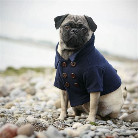 Pug | The Life of Animals