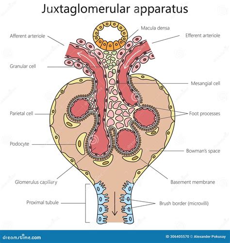 Juxtaglomerular Apparatus Structure Medical Stock Vector - Illustration of diagram, internal ...