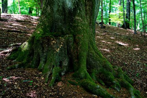 Bosco Di Querce - Stock Photos Immagini - iStock