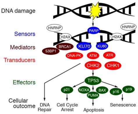 Expression of DNA damage response proteins in gastric cancer: Comprehensive protein profiling ...