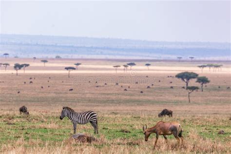 Zebra Topi Antelope and Wildebeest Grazing Serengeti in Tanzania Border Masai Mara Triangle ...