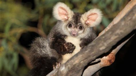 Ecologists discover two new species of fluffy marsupials in Australia ...