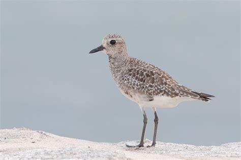 Grey Plover – Singapore Birds Project