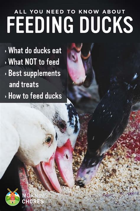 Feeding Ducks - What Do Ducks Eat and What NOT to Feed