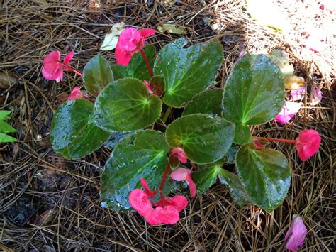 How to Propagate Begonias | HGTV