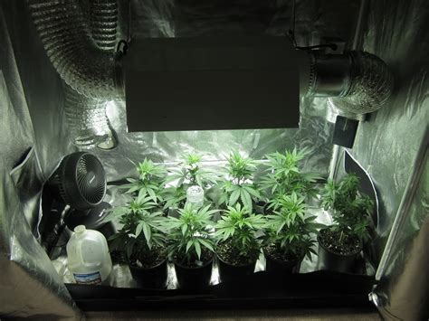 5 MAIN Reasons For Marijuana Growing Tents | Green CulturED eLearning ...