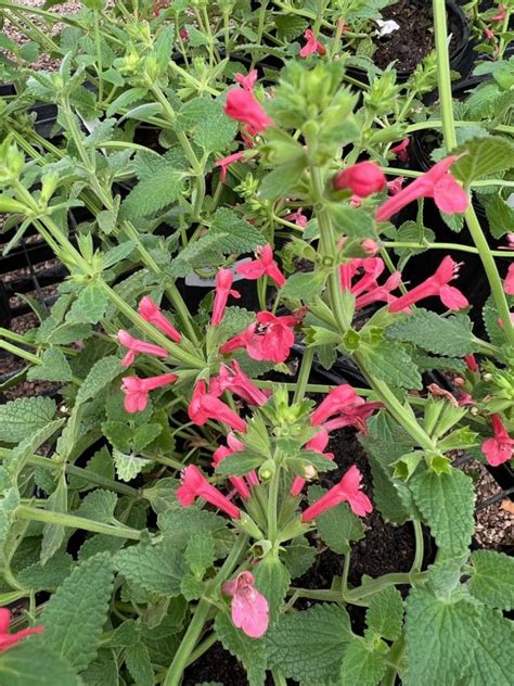 Native Perennials for Central Texas - Backbone Valley Nursery