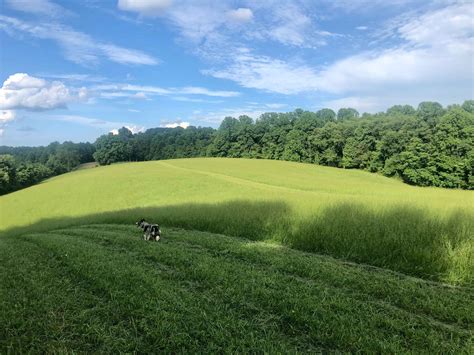 SOLES FARM - Border Collie Puppies for Sale in Fairmont, WV | AKC Marketplace