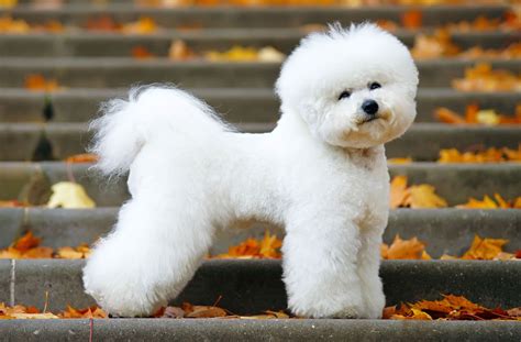 Bichon Frise | Description, Behavior, & Facts | Britannica