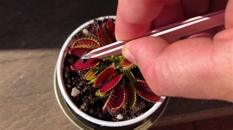 Feeding my Venus Fly Trap - YouTube