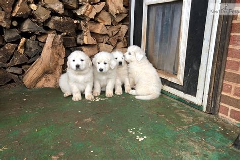 Brown: Great Pyrenees puppy for sale near Fredericksburg, Virginia ...