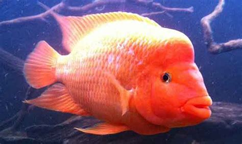 Red Devil Cichlid (Amphilophus labiatus) Species Guide