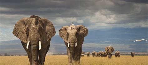 Africa's Poaching Crisis – AWF