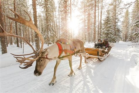 Lapland Reindeer Safari From Rovaniemi: Triphobo