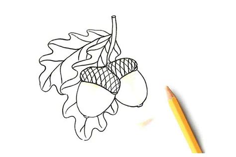 Acorn Drawing: Step By Step, Easy, Simple, Color and Line