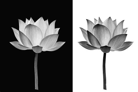 Floral Wall Art Lotus Flower on Black and White Floral Photo Print - Asian - Prints And Posters ...