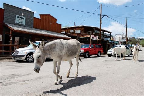 The Wild Burros of Oatman, Arizona | Amusing Planet