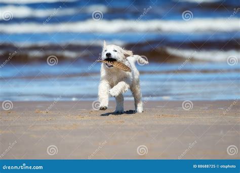 Adorable Golden Retriever Puppy on a Beach Stock Image - Image of white ...