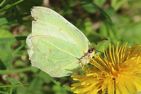 Butterfly Proboscis An Amazing Bodypart - Jake's Nature Blog