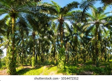 African Oil Palm Cultivation Stock Photo 1014472312 | Shutterstock