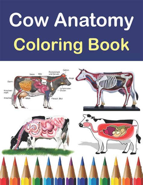 Buy Cow Anatomy Coloring Book: Introduction to Cow Anatomy Workbook. Kids Relax Design for ...