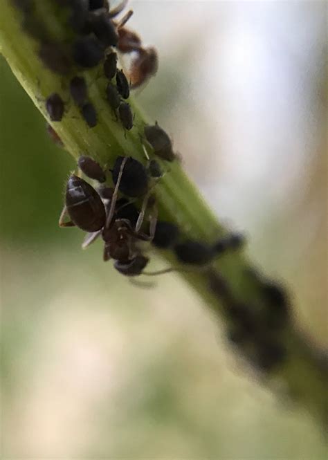 Ants farming aphids – whatnaomididnext