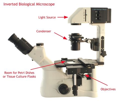 Inverted Microscope Diagram