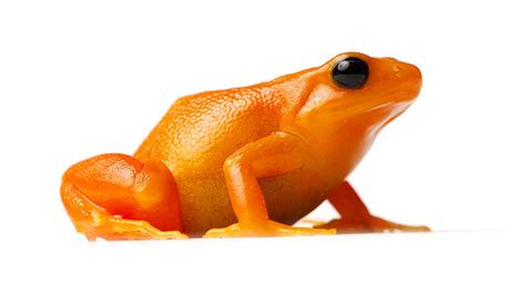 Golden Mantella - California Academy of Sciences