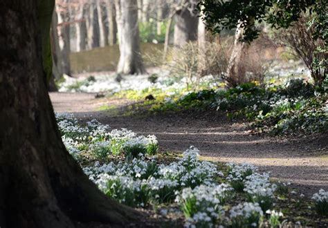 Goldsborough Hall Gardens on Instagram: “All the snowdrops are starting to look beautiful just ...