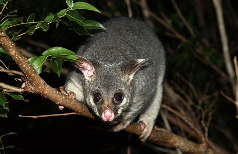 Possum Terrors and Rediscovering Urban Wildlife