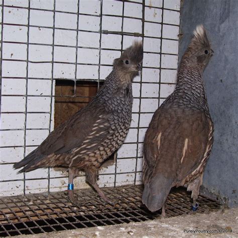 BLUE SCALE QUAIL HATCHING EGGS.... COME AND GET 'EM!! | Hatching eggs ...